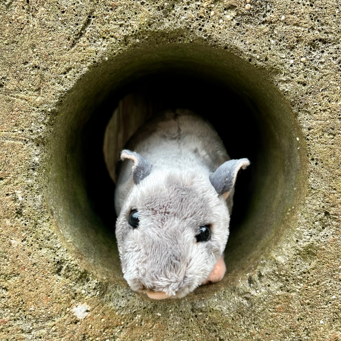 Rattus rattus Soft Toy